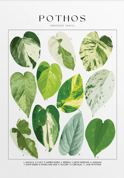 Poster of pothos leaves with text 'Pothos Araceae family' on a white background