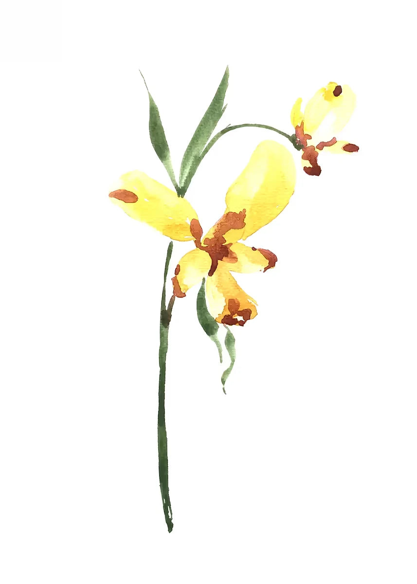 Yellow flower with green leaves on a white background