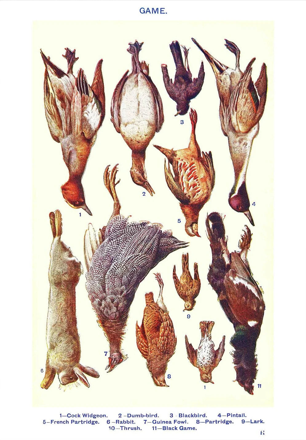 Vintage Feast Collection - Canvas & Curio