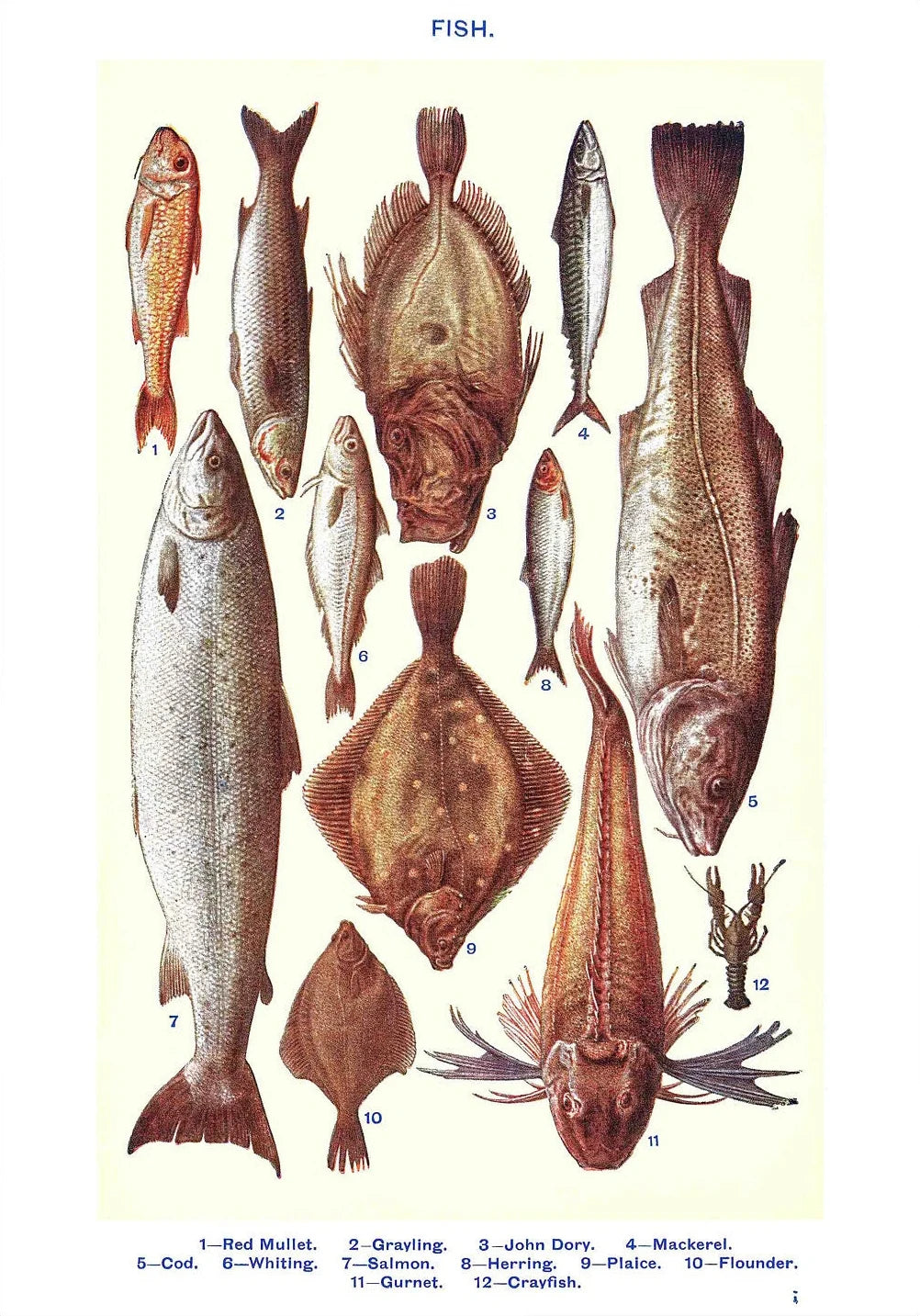 Vintage Feast Collection - Canvas & Curio