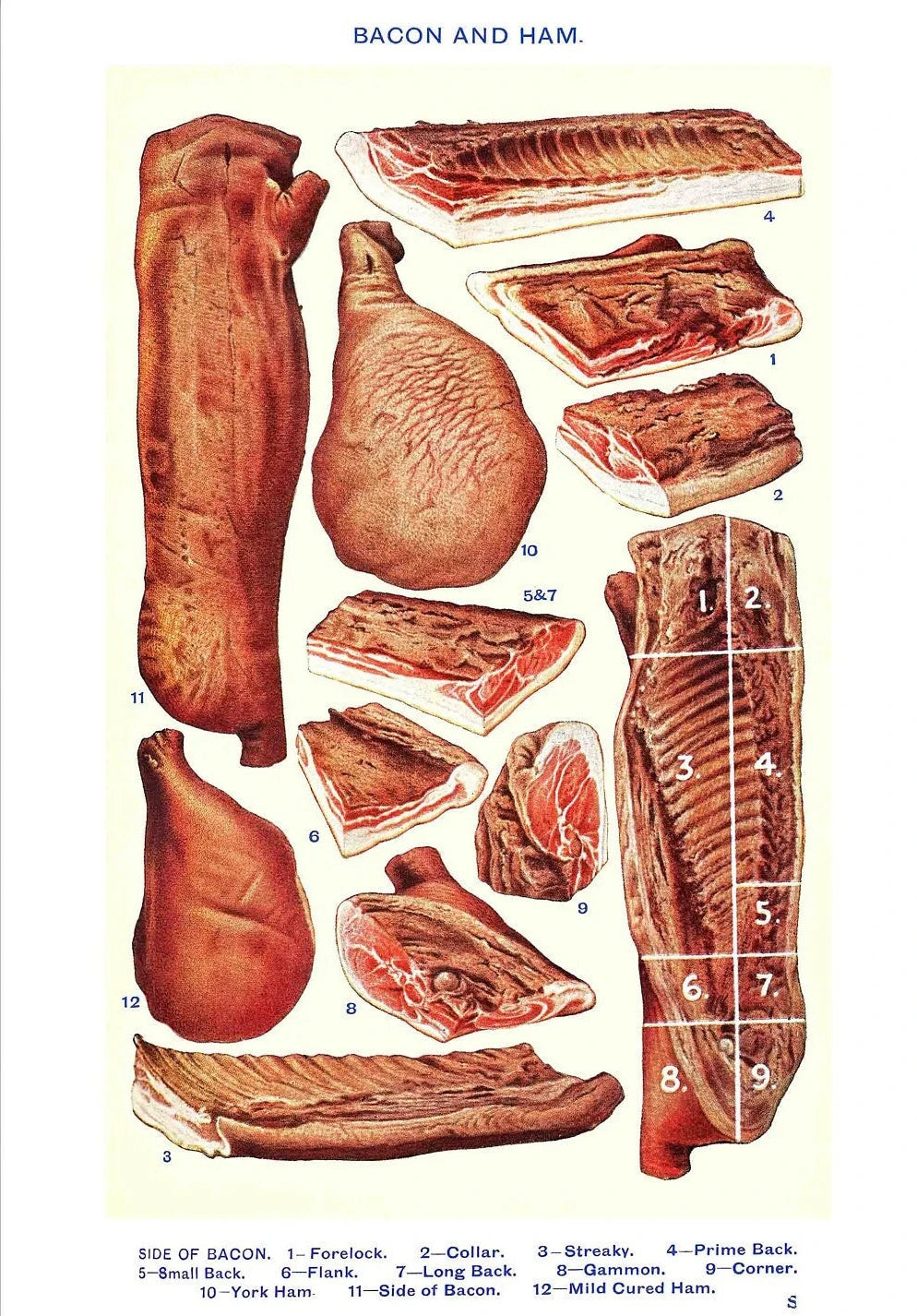 Vintage Feast Collection - Canvas & Curio