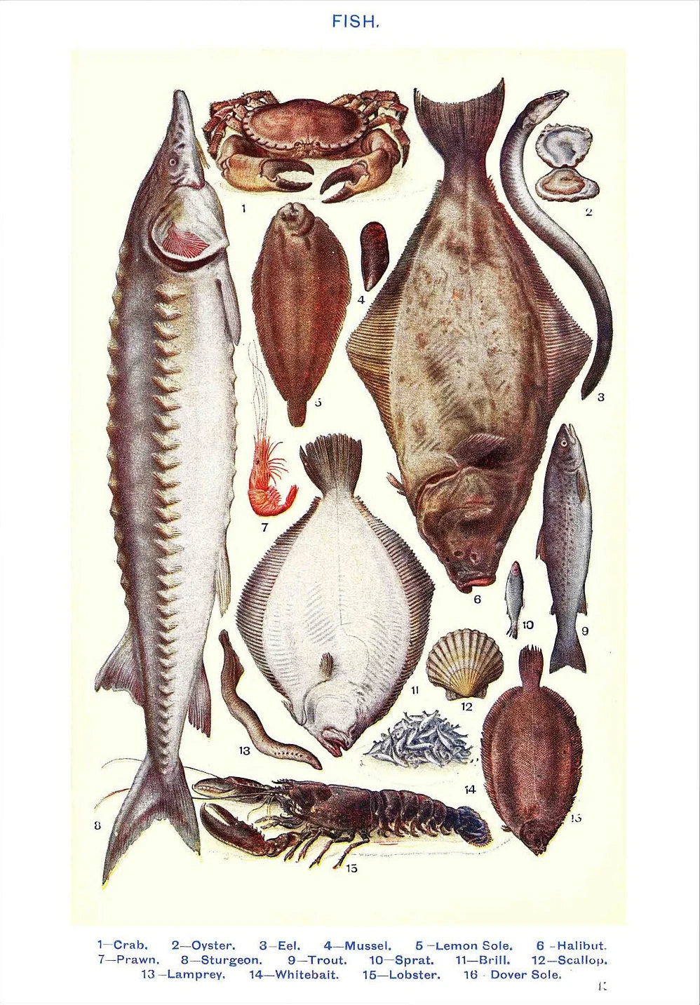 Vintage Feast Collection - Canvas & Curio