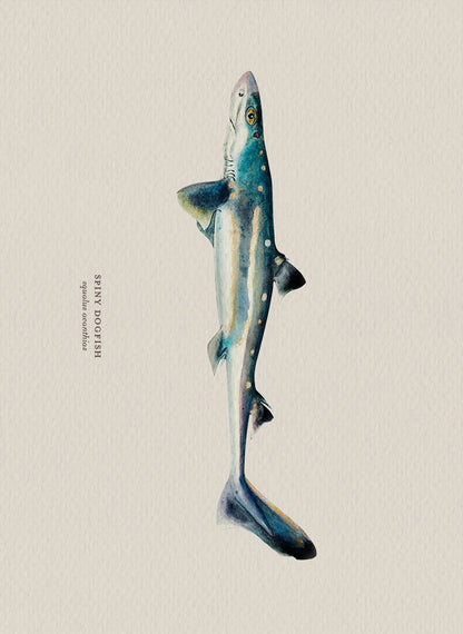 Illustration of a spiny dogfish shark on a beige background