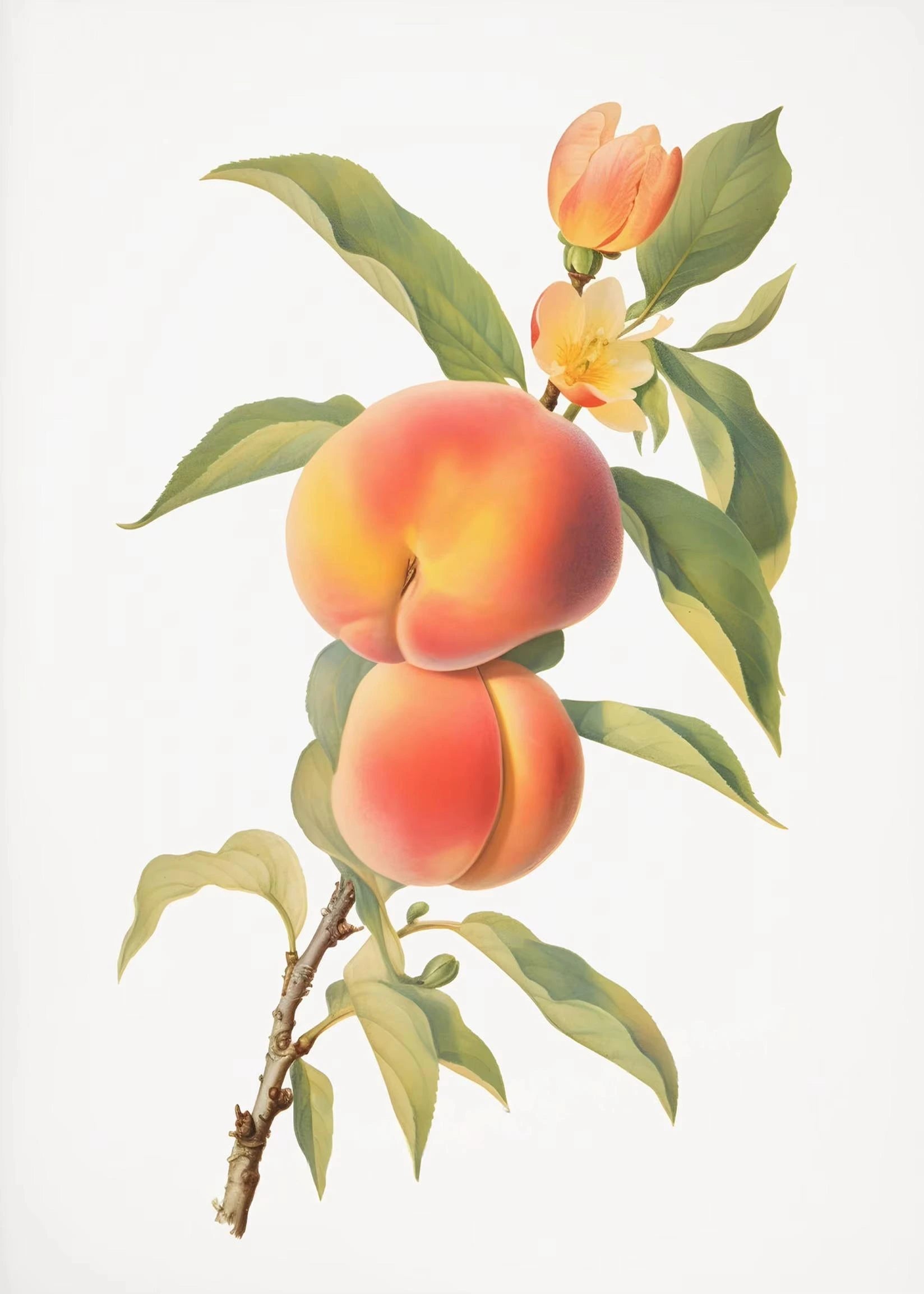 Illustration of peaches on a branch with leaves and flowers on a white background